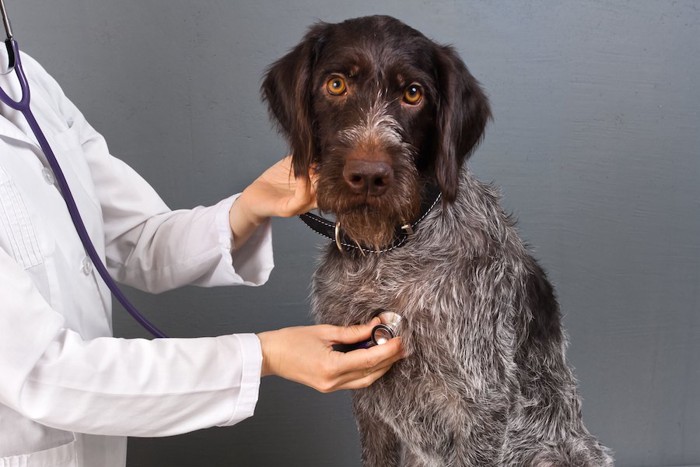 獣医師の診察をおとなしく受ける犬