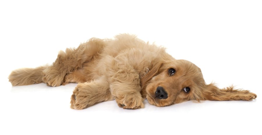 床に横になる茶色の犬