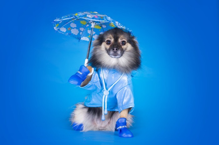 犬が傘をさしている