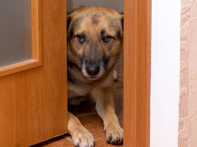 ドアに顔を挟んでいる犬