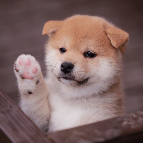 片手を上げる子犬