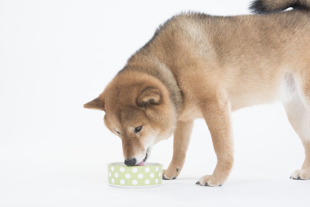 ご飯を食べる柴犬
