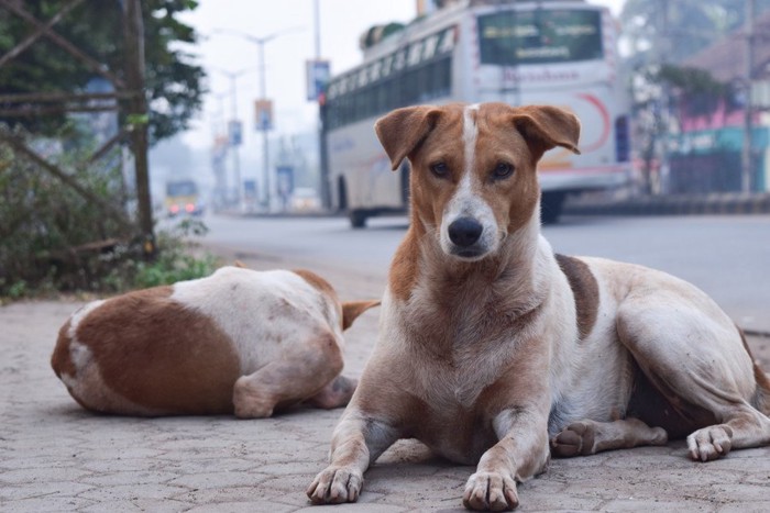 インドの街角の野良犬