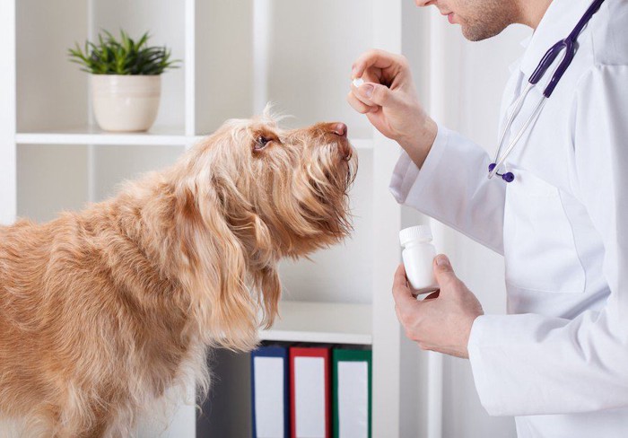 獣医の持つ薬を見つめる犬