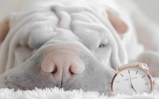 眠るシャーペイの子犬と時計