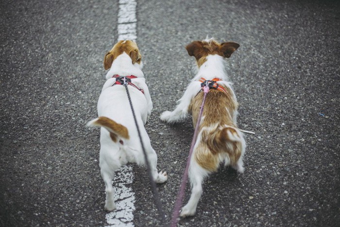 お散歩中、先を歩く二頭の犬の後ろ姿