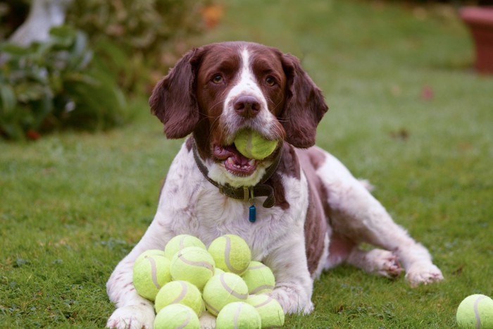 テニスボールをくわえる犬
