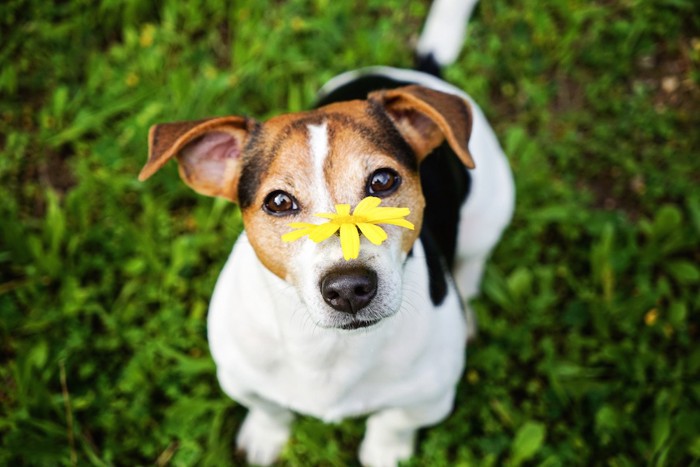 鼻の上に黄色い花を乗せた犬