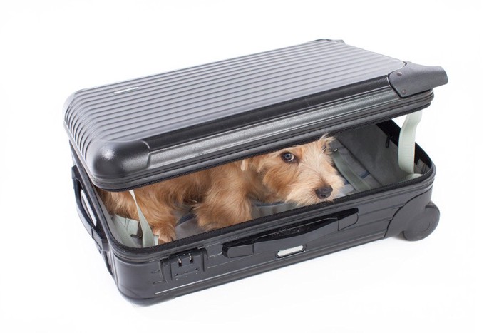 スーツケースの中に入ってこちらを見つめている犬