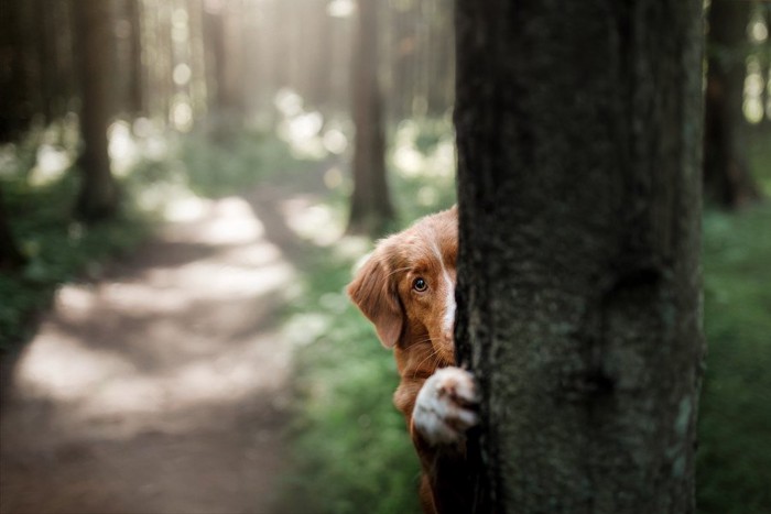 木に隠れる犬