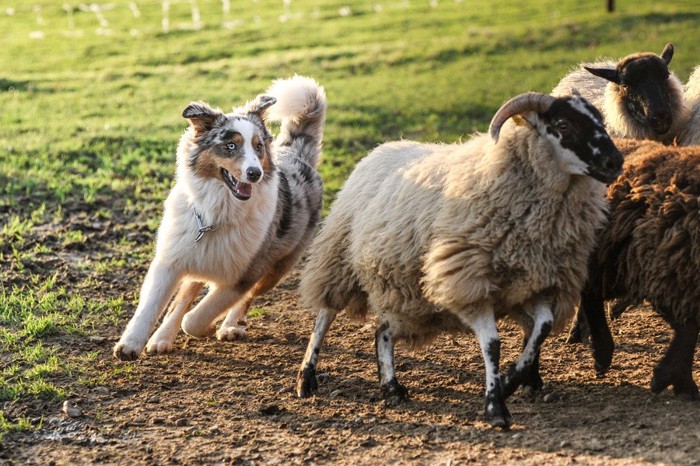 羊を追うオーストラリアンシェパード