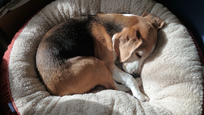 犬用ベッドで丸くなって眠る犬