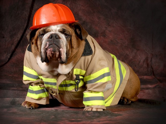 消防士の犬