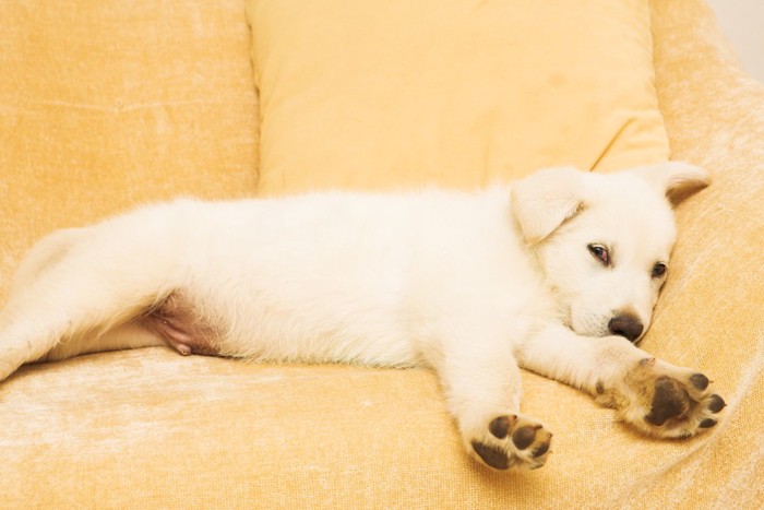 ソファーでリラックスしている子犬