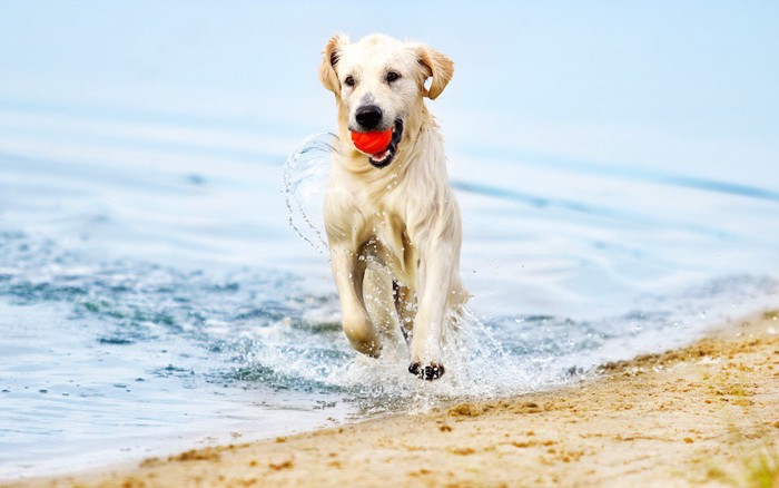 海辺でボールを咥えて遊ぶ犬