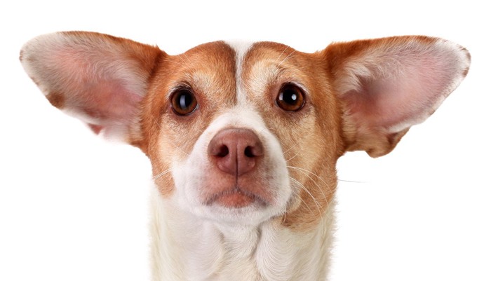 耳を広げる犬