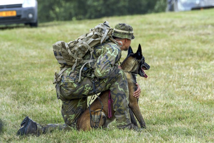 訓練中のシェパード犬と兵士