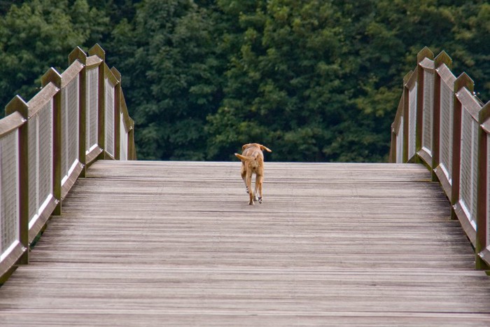 橋の上を逃げる犬