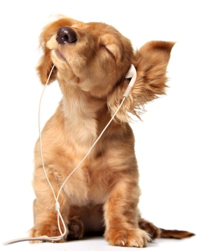 音楽を聴く犬