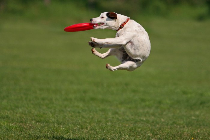 赤いディスクとジャンプする犬