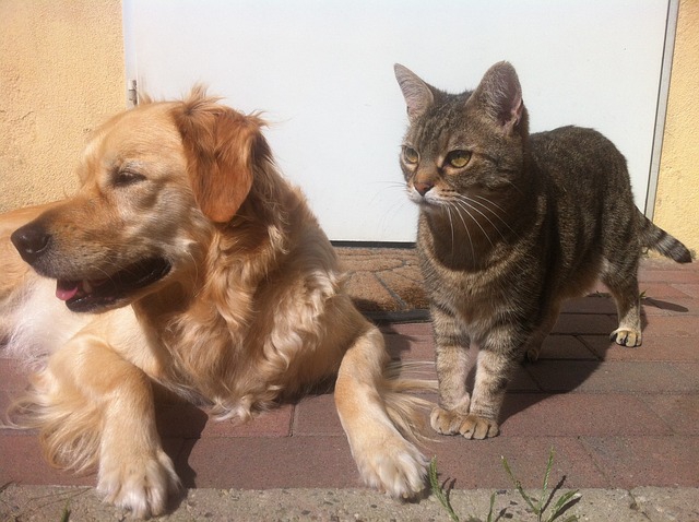 ゴールデンと猫
