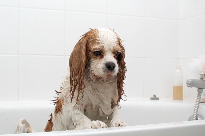 浴槽でしょんぼりしている犬