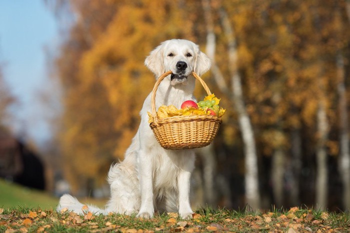 果物のバスケットをくわえている犬の写真