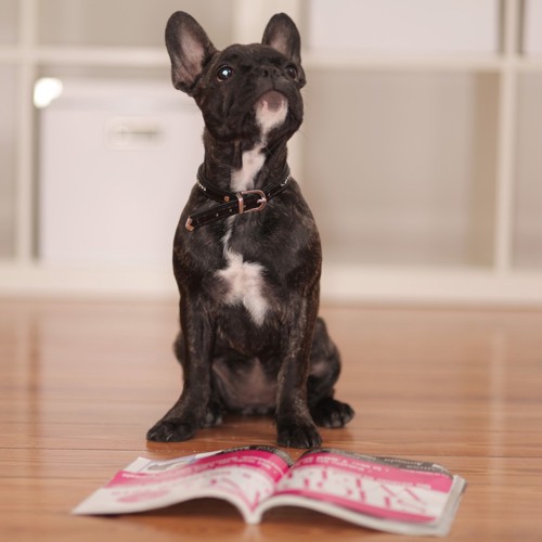 雑誌を読む犬