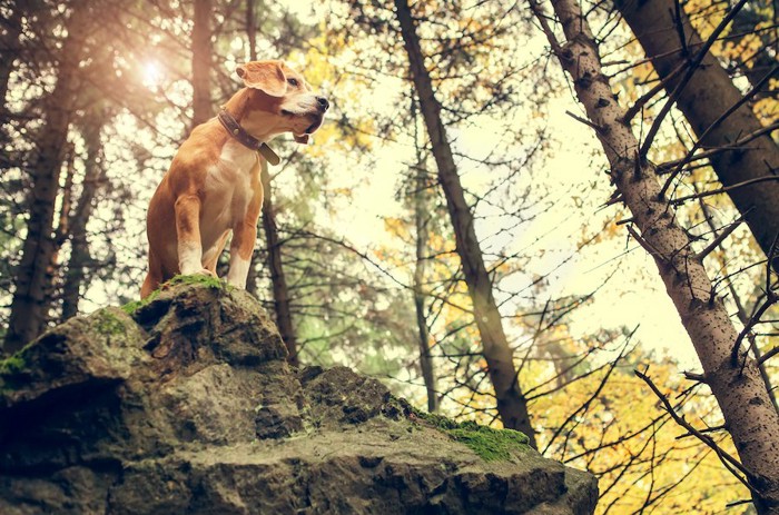 岩の上に立つビーグル犬