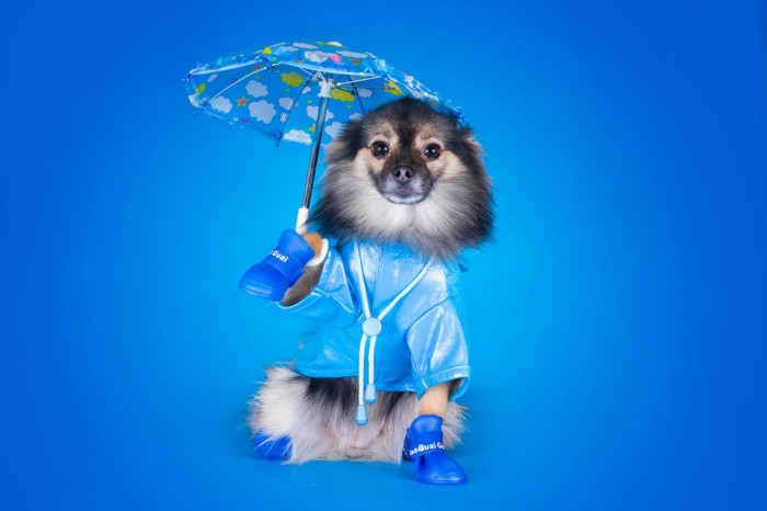 傘をさすポメ