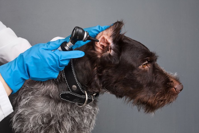 病院で耳の検査を受ける犬