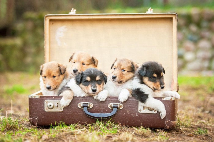 スーツケースに入ったラフコリーの子犬