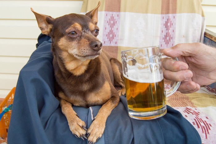 ビールのそばにいる犬