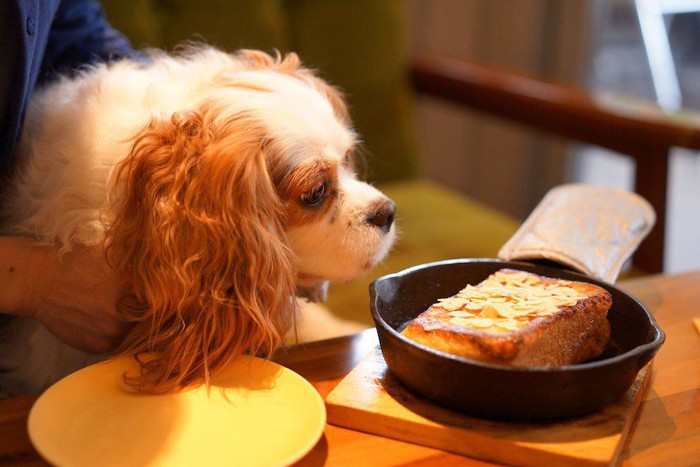 テーブルの上の食べ物の臭いを嗅ぐ犬