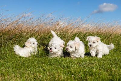 草むらで遊ぶ４匹のマルチーズの幼犬