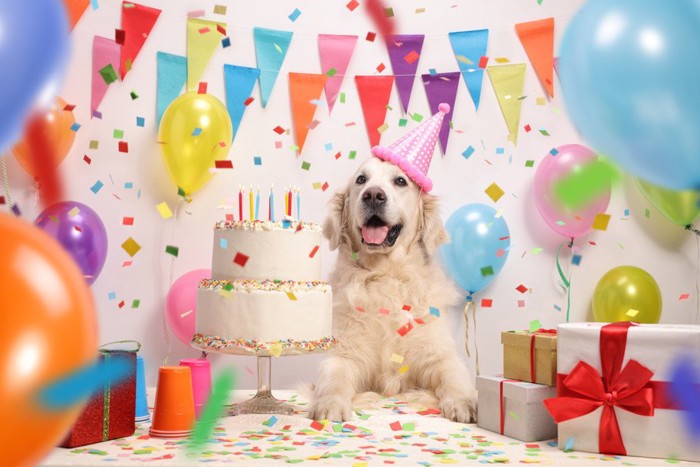 誕生日パーティーの犬