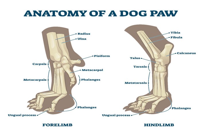 犬の足の骨の解剖図