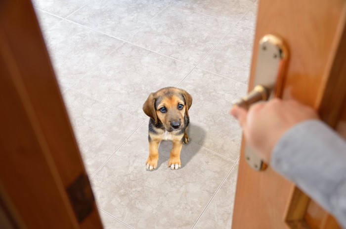 ドアを閉めようとする飼い主の手を見つめる仔犬