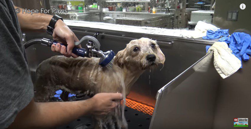 シャワーされる犬