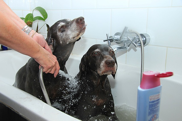 お風呂でシャワーをしている犬たち