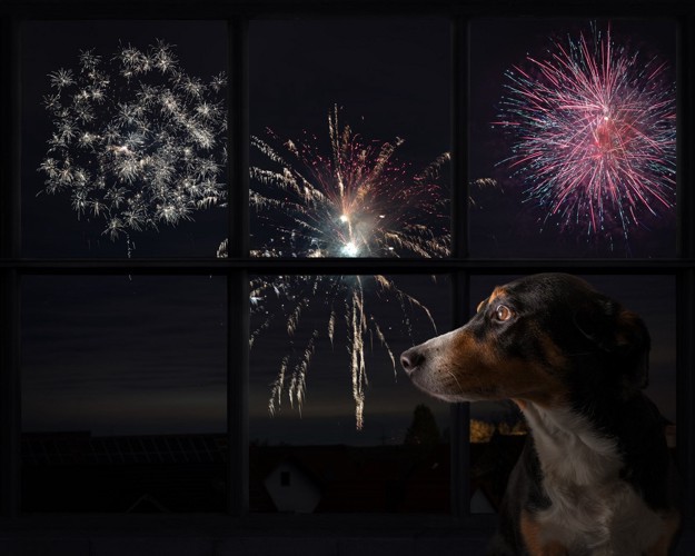 犬と花火