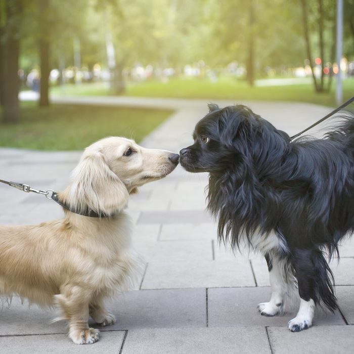 散歩中に鼻を合わせる二頭の犬