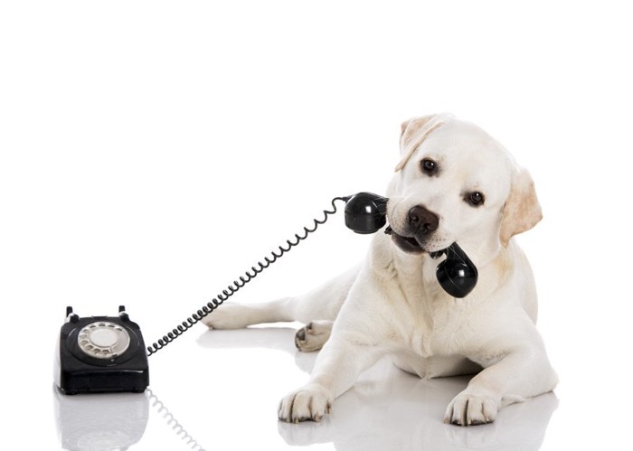 黒電話を噛む犬