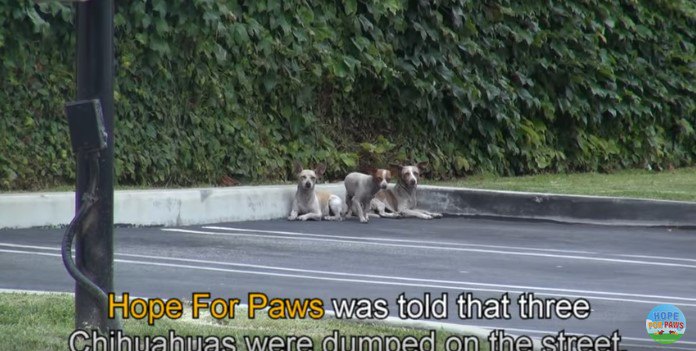 駐車場にいる犬たち
