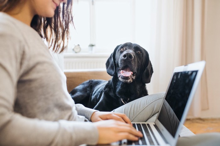 パソコンをしている女性をそばで見つめる犬