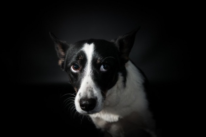 不安そうな表情をする白黒の犬、黒い背景