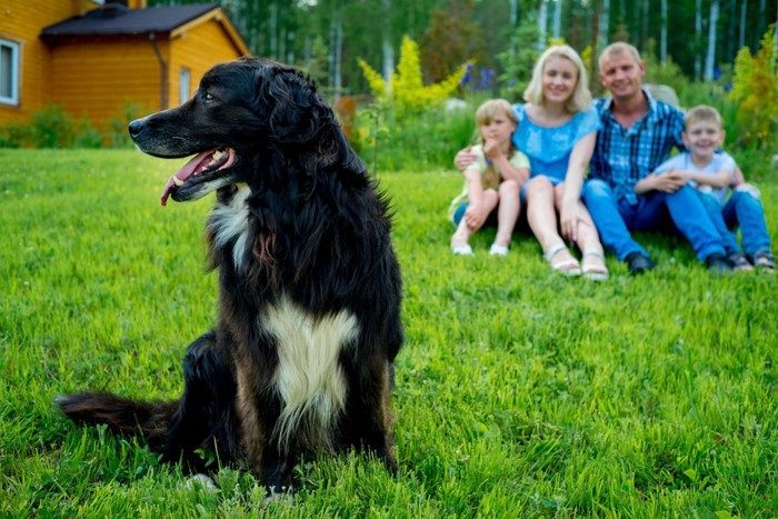 犬と家族