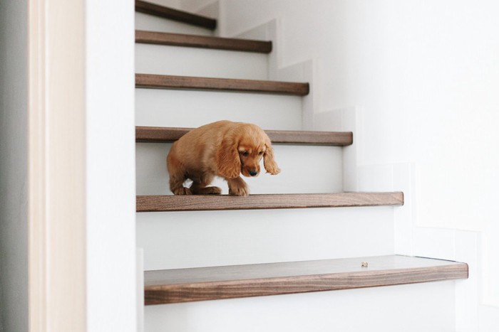 階段を降りようとする犬