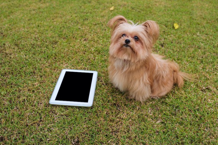 iPadの隣に座る小型犬