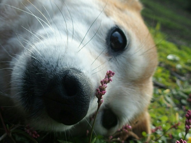 花を見つめる犬